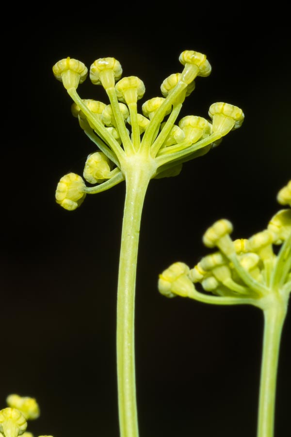 Foeniculum vulgare (subsp. piperitum)
